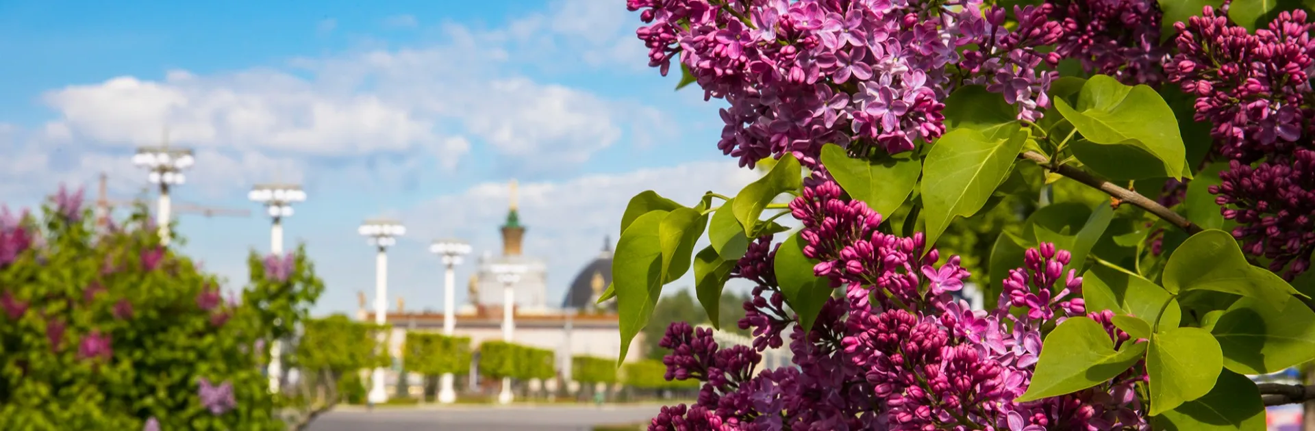 Цветы на ВДНХ