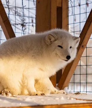 Городская ферма