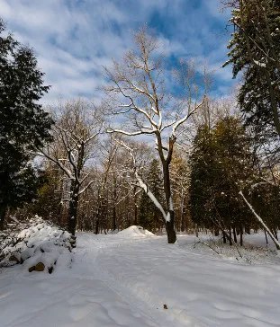 Шереметьевская дубрава