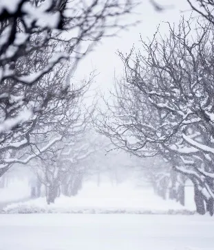 Мичуринский сад