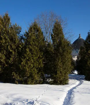 Сирингарий